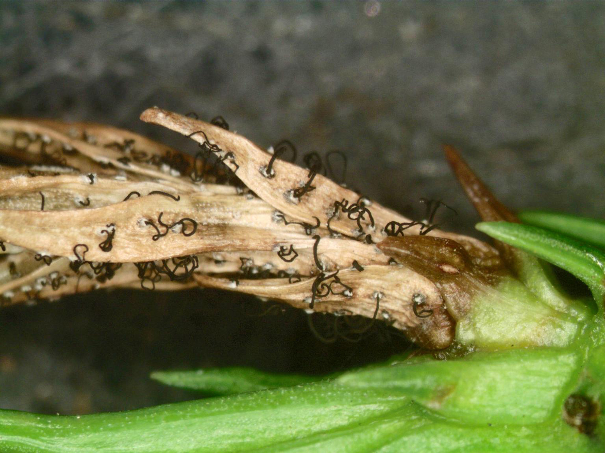 Close-up of a brownish leaf with many curly, black tendrils growing from it.