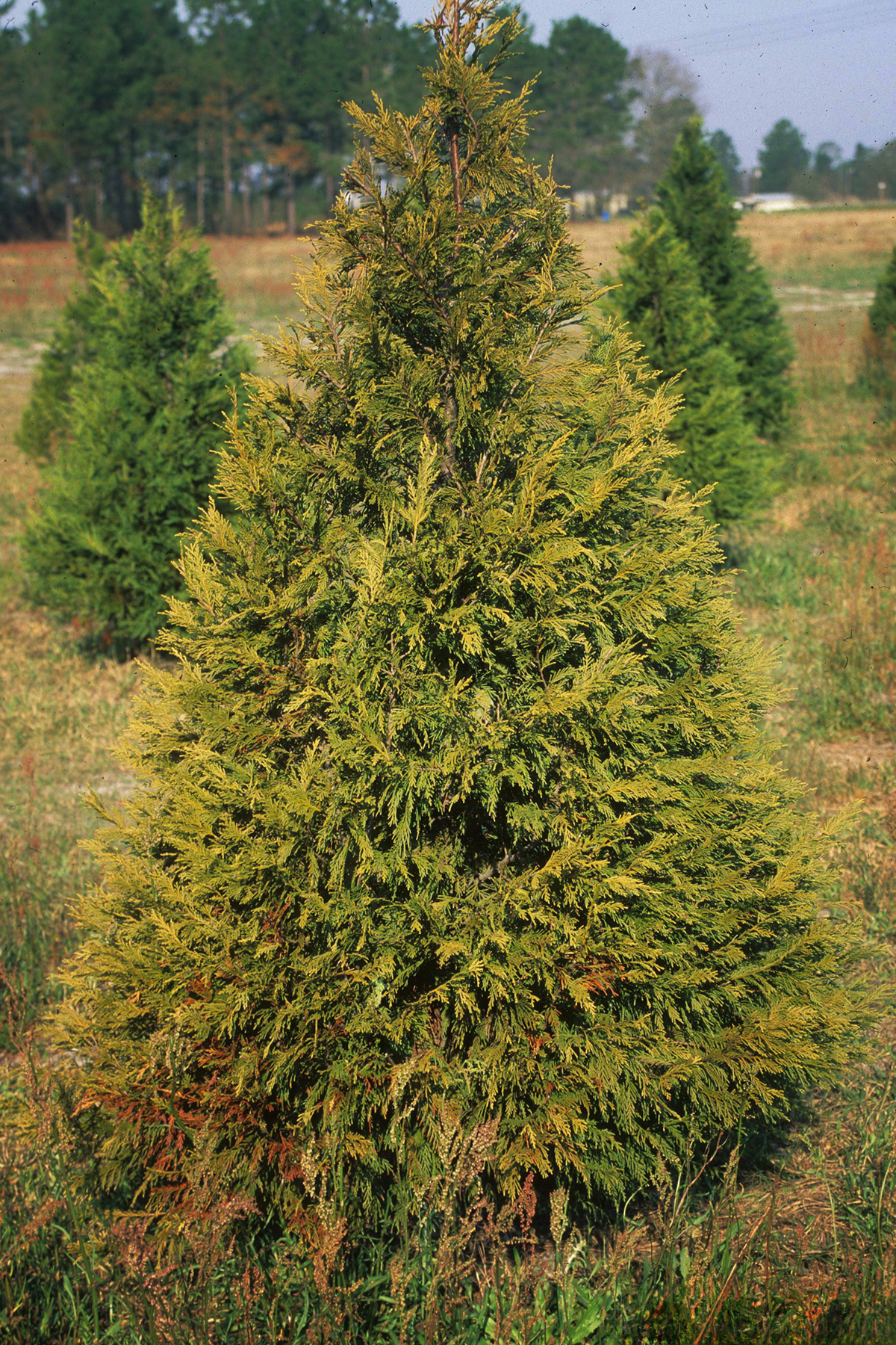 A Christmas tree with yellowish leaves growing among healthy trees.