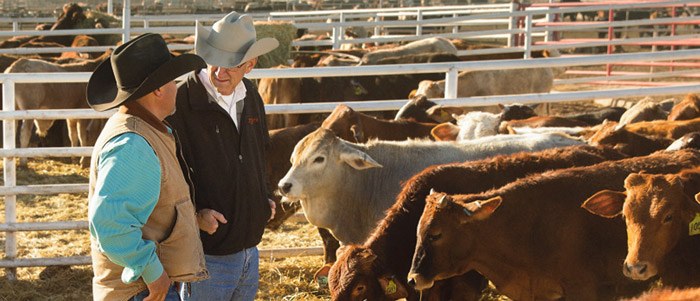 Zoetis colleague and cattle producer meeting amidst herd of cattle - Zoetis