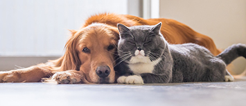 Dog and cat with owner on bed - Zoetis