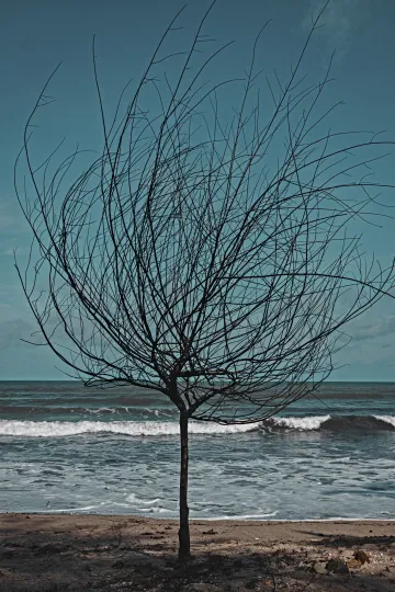 A bare tree on the beach.