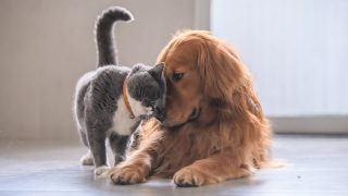 dog and cat