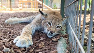 Image from East Texas Zoo and Gator Park Facebook page