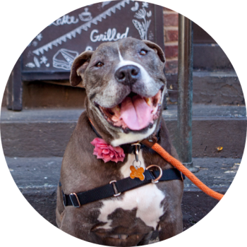 Large brown and white dog smiling on steps of cafe