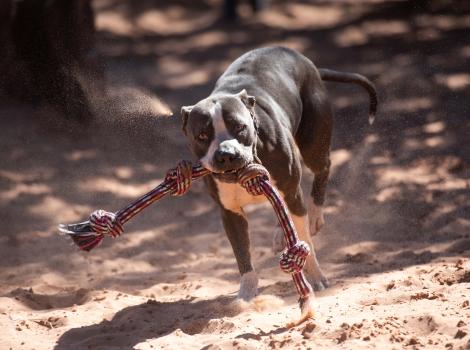 Slim the dog running with a rope toy in his mouth