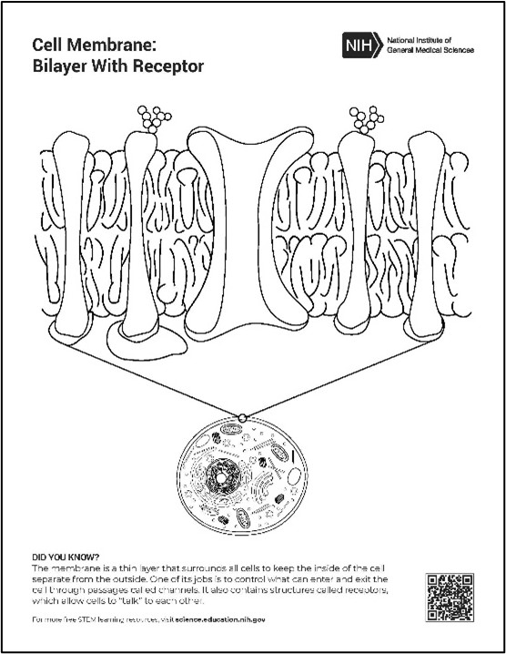 A drawing of a small cell with the membrane enlarged.