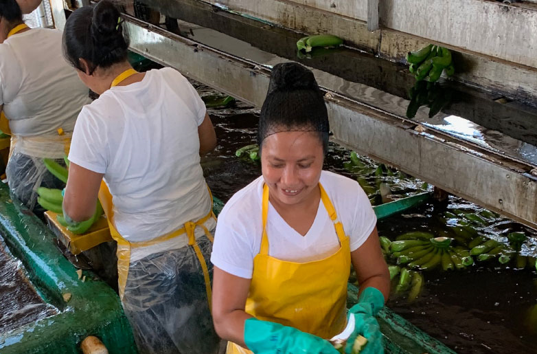 Several women working in a banana packing plant, wearing aprons and hair nets.