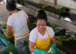 Several women working in a banana packing plant, wearing aprons and hair nets.