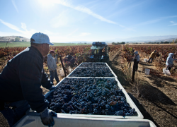 Farmworkers load grapes into a truck on a sunny day.