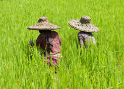 Dos mujeres con sombreros de paja de ala ancha vistas de espalda mientras trabajan en un campo con plantas altas y verdes parecidas al césped.