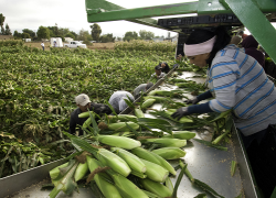 A group of migrant workers harvest corn.