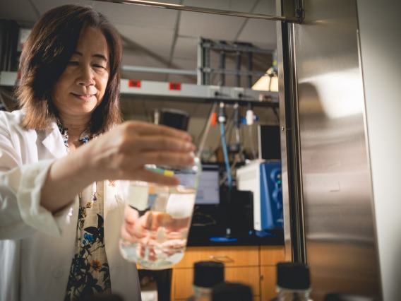 Sherry Chow, PhD, looks at a beaker inside her lab.