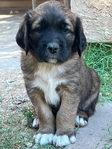 Golden Saint Puppies $950