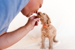 Mini Goldendoodle &amp; Mini Sheepadoodle Puppies