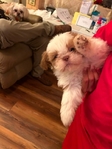 AKC Registered Shih Tzu's