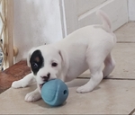 JACK RUSSELL PUPPIES FOR SALE