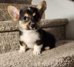 Pembroke Welsh Corgi puppies