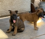 Belgian Malinois Puppies