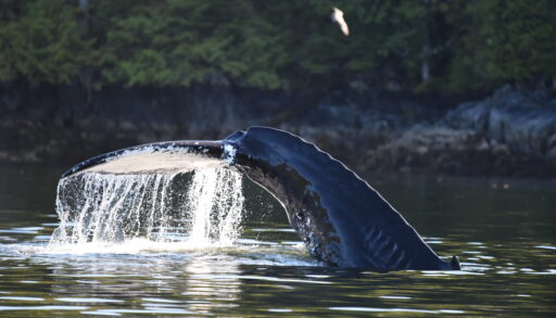 A whale's tail arcing out of the water