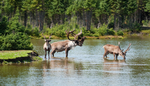 Three woodland caribou standing in a small body of water in a forest