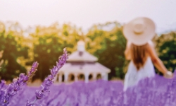 Something Wanderful Lavender Field