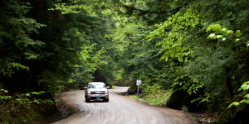 car on tree-lined road