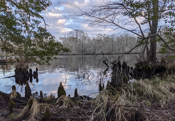 view of the dark colored Pocomoke River with bald cypress trees in the foreground