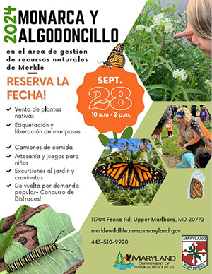 Flyer Monarchs & Milkweed 2024 - Spanish