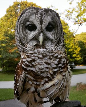 Barred Owl