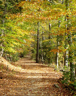 Scenic trail in Calvert Cliffs State Park