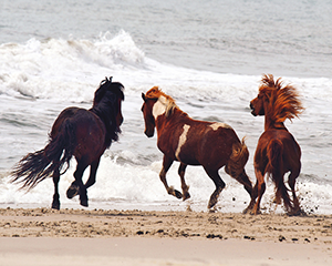 wild ponies