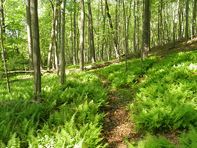 Patuxent River State Park Trails