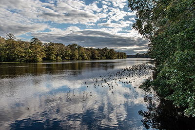 Pocomoke River - Pocomoke River State Park