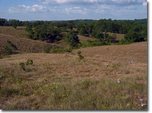 Serpentine grasslands at Soldiers Delight.