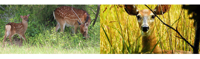 whitetail and sika deer