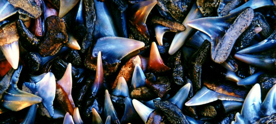 Lots of different shark teeth