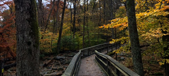 Elevated wooden trail curving through woods in the fall