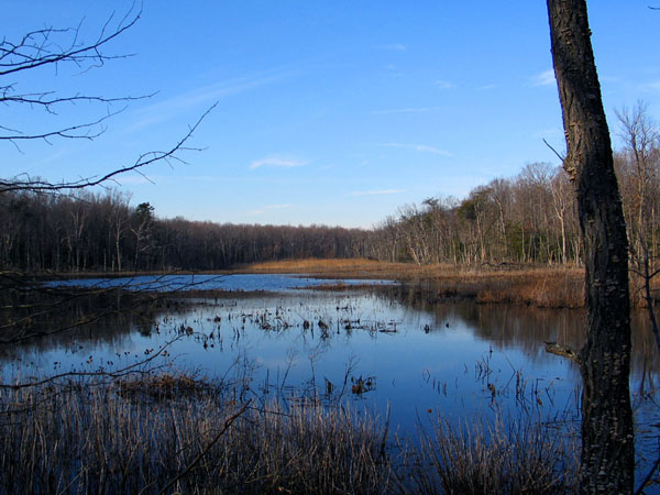 Black Marsh Wildlands