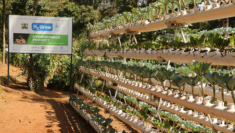 En Kibera, Kenia, el WFP ha implementado la agricultura hidropónica en la escuela primaria Olympic, con una gran participación de los estudiantes y la comunidad local. WFP/Martin Karimi