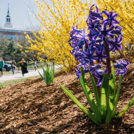 Blooms on campus