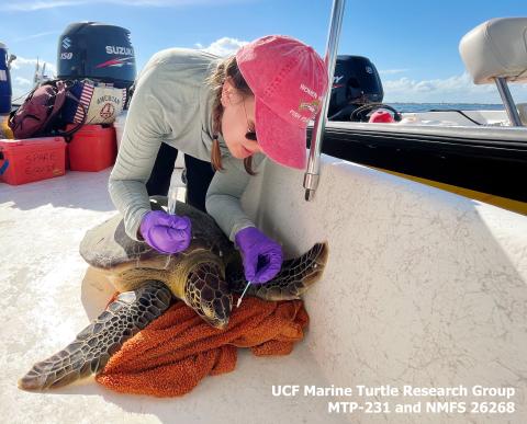 Julianna Martin collects tear samples from a sea turtle