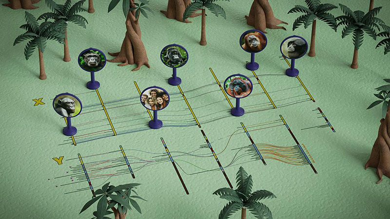 illustration of genetic data from X and Y chromosomes of non-human primates and humans