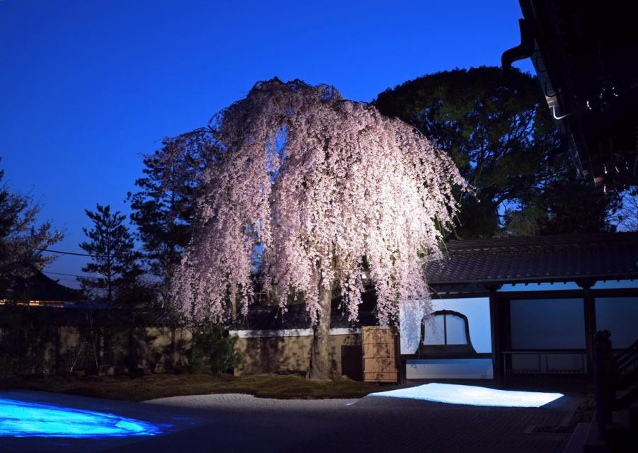 しだれ桜の見ごろは3月下旬～4月初め