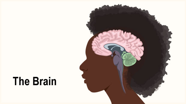 The brain is like a computer that controls the body's functions, and the nervous system is like a network that relays messages to parts of the body.  Click through this slideshow to learn more about the brain and nervous system.