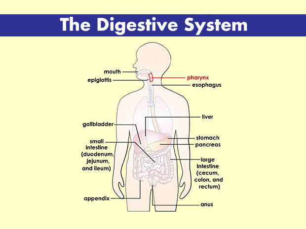 Because both food and air move through it, the pharynx is part of both the respiratory and digestive systems.