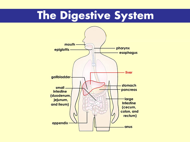 The liver is the body's largest internal organ. The liver performs many tasks, including storing energy and helping the body get rid of toxins.