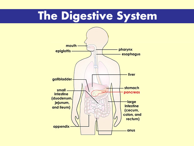 The pancreas makes hormones (including insulin) to regulate the blood glucose level. It also makes enzymes that break down food in the intestines.