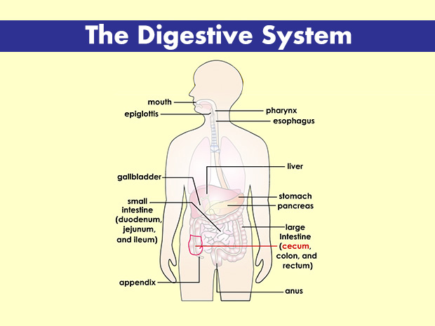 The cecum is the pouch‑like beginning of the large intestine.