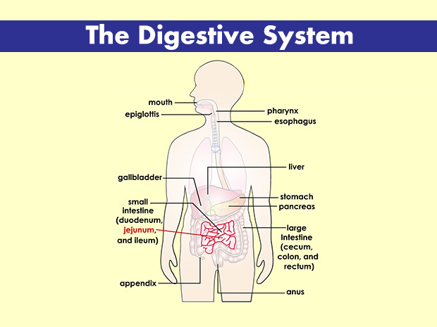 The jejunum, the middle section of the small intestine, is about 5 to 8 feet (1.5 to 2.5 meters) long.