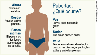 Pubertad: ¿Qué ocurre? Voz - La voz se te hace más grave. Sudor - Tus axilas pueden sudar. Vello - Te crecerá vello en el rostro, los brazos, las piernas, el pecho, las axilas y entre las piernas. Altura - Creces en estatura. Rostro - Pueden salirte granitos. Partes íntimas -  El pene y los testículos aumentarán de tamaño.